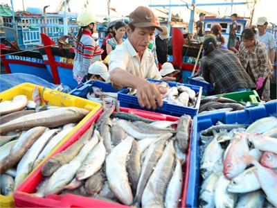 Ngư Dân Vào Vụ Khai Thác Cá Nam