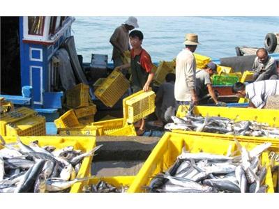 Phú Yên Khai Thác Hải Sản Tổng Hợp Chuyến Biển Hiệu Quả Hơn