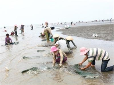 Nạn Trộm Nghêu Lại Hoành Hành Ở Thạnh Phú (Bến Tre)