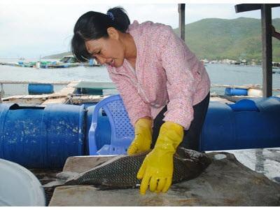 Triển Vọng Nuôi Cá Gáy Biển
