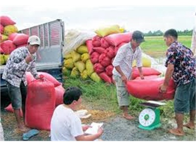 Hiệu Quả Từ Mô Hình Liên Kết Sản Xuất Và Tiêu Thụ Bắp Lai