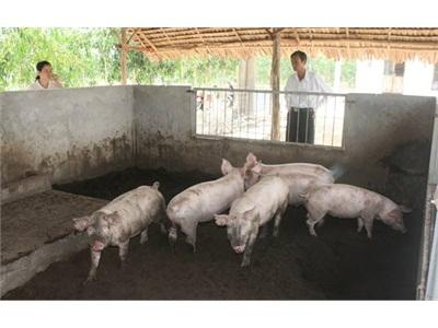 Hậu Giang Đột Phá Từ Đề Án 1.000