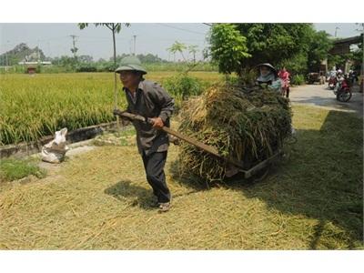 Tăng Trưởng Nông Nghiệp Sụt Giảm Mạnh