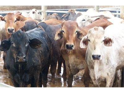 Bò Úc Kỳ Vọng Vào Thị Trường Việt Nam