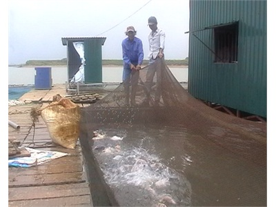Người Tiên Phong Nuôi Cá Lồng Trên Sông Lục Đầu Giang