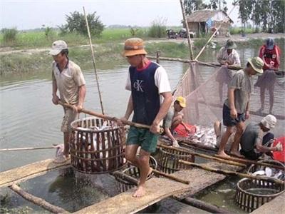 Cơ Hội Cho Người Nuôi Cá Tra