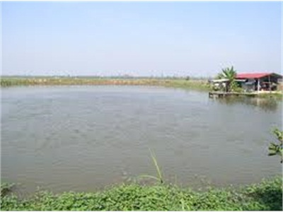 Cơ Sở Nuôi Cá Tra Thương Phẩm Phải Áp Dụng VietGAP