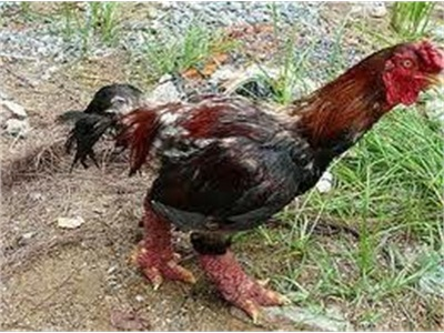 Anh Nguyễn Minh Phong Nuôi Gà Đông Tảo Trên Vùng Đất Mới