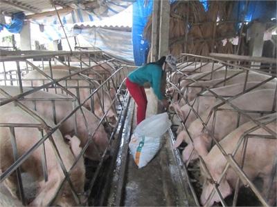 Bảo Hiểm Nông Nghiệp Giúp Nông Dân Phát Triển Chăn Nuôi Bền Vững