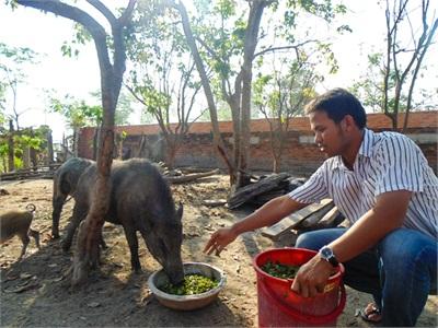 Anh Phú Quốc Thắng Làm Giàu Từ Mô Hình Nuôi Heo Rừng