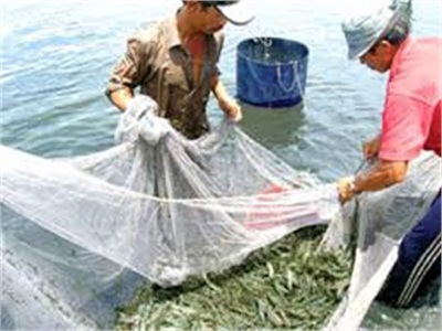 Virut Gây Bệnh Đốm Trắng Đe Dọa Các Trại Nuôi Tôm Ở Philippines