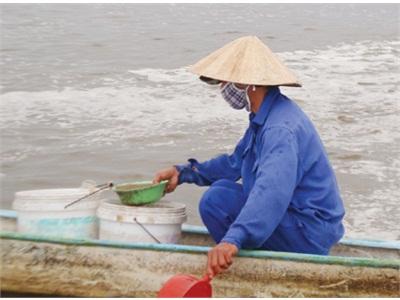 Nuôi Tôm Thẻ Chân Trắng Trái Phép Ngư Dân Vi Phạm, Chính Quyền... Bó Tay