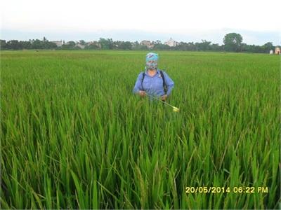 Diệt Rầy Lưng Trắng