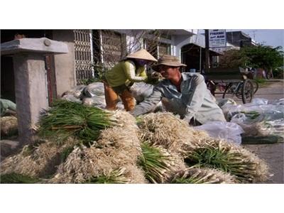 Rau Màu Lãi Lớn