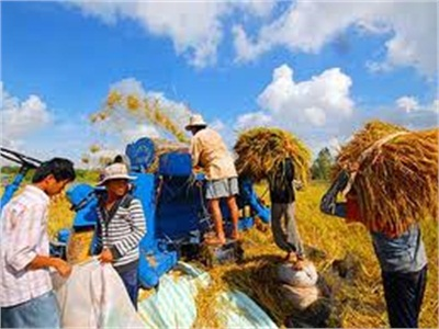 Sản Lượng Lúa Vụ Chiêm Tăng 400 Tấn