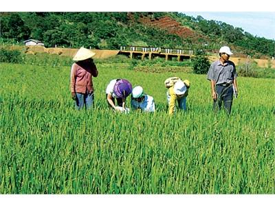 Chư Jút Ứng Dụng Hiệu Quả Khoa Học Kỹ Thuật Vào Sản Xuất Nông Nghiệp