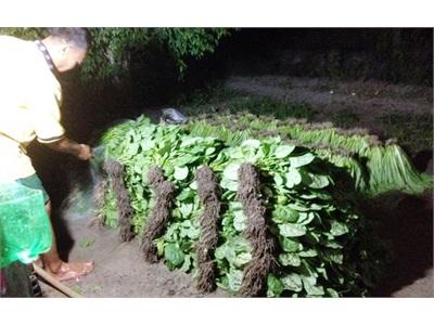 Xác Minh Thông Tin Sản Xuất Rau Bẩn