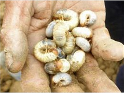 Sùng Trắng Phát Sinh Và Gây Hại Trên Nhiều Loại Cây Trồng