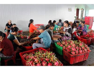 Hướng Đi Nào Cho Thanh Long Bình Thuận?