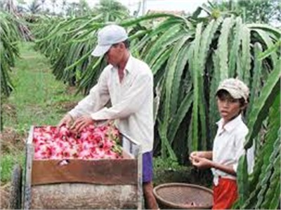 Thanh Long Việt Nam Được Phép Nhập Khẩu Vào New Zealand