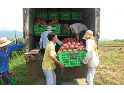 Sản Xuất Và Phát Triển Thị Trường Thanh Long Bền Vững