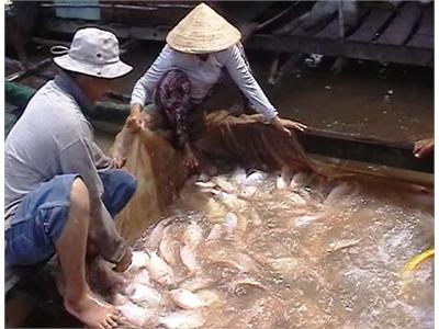 Đồng Tháp Triển Khai Mô Hình Tiêu Chuẩn GlobalGap Cá Điêu Hồng
