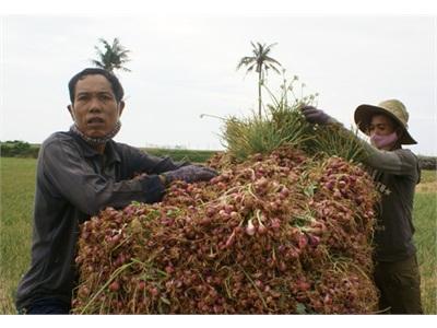 Vụ Hành Không Vui