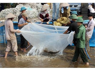 Ninh Bình Nghiệm Thu Dự Án Hỗ Trợ Sản Xuất Giống Ngao