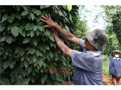 Chư Sê (Gia Lai) Xuất Hiện Thương Lái Thu Mua Rễ Tiêu Khô