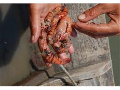 3,5 Ha Tôm Nuôi Ở Quảng Điền (Thừa Thiên Huế) Bị Bệnh Đốm Trắng