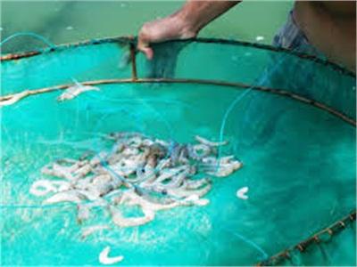 Người Dân Huế Lao Đao Vì Tôm Nuôi Chết