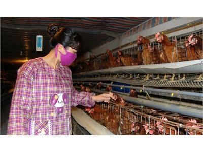 Chuyện Lạ Ở Gia Trại Nuôi Gà Đẻ