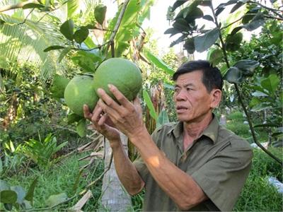 1 Kg Bưởi Da Xanh = 10 Kg Lúa