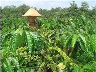 Kỹ Thuật Phòng Trừ Sâu Bệnh Hại Trên Cây Cà Phê