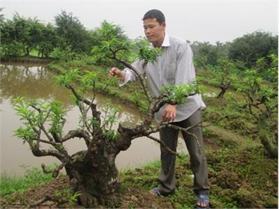 Liên Kết Trồng Hoa, Cây Cảnh