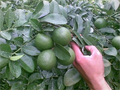 Vườn Chanh Vàng Mang Lại Bạc Triệu Giữa Thung Lũng Cằn Khô