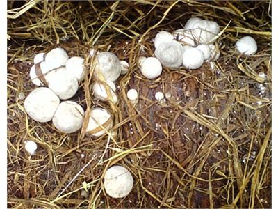 Cà Mau Trồng Nấm Rơm Cho Thu Nhập Khá