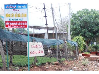 Nông Dân Cẩn Trọng Trồng Cây Sưa Đỏ