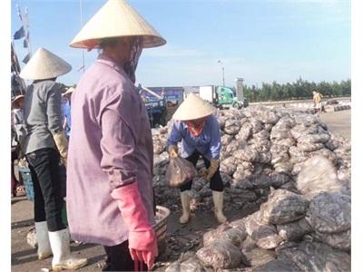 Ngư Dân Gặp Khó Khăn Trong Vụ Cá Nam