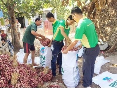 Đạm Phú Mỹ mua hành tím giúp nông dân