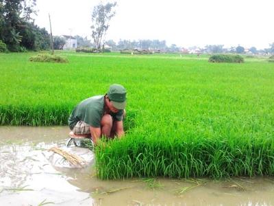 Quảng Ngãi được hỗ trợ gần 15 tỷ đồng để giữ đất lúa