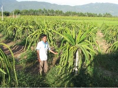 Hàm Thuận Nam mở các đợt cao điểm phòng chống bệnh đốm nâu trên cây thanh long