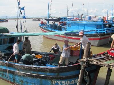 Cá ngừ rớt giá, ngư dân chuyển hướng làm ăn