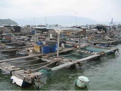 Cá nuôi lồng ở Hải Minh bị dịch bệnh chết hàng loạt
