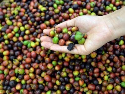 Biến đổi khí hậu đe dọa tương lai ngành cà phê Việt Nam