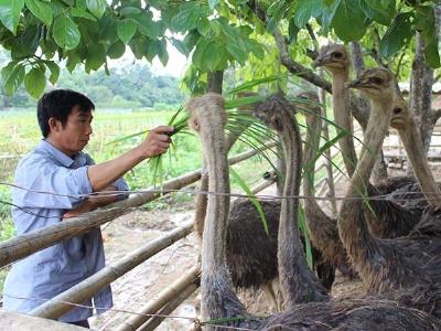 Thanh niên Đinh Bá Bình quyết chí làm giàu