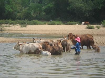 Nông dân Bình Hòa thu nhập khá từ chăn nuôi bò