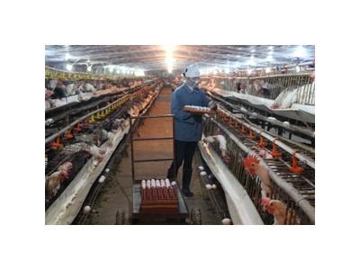 Huyện Lạc Thủy (Hòa Bình) phát triển chăn nuôi gà, dê hàng hóa