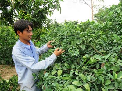 Chanh tăng giá, nông dân phấn khởi