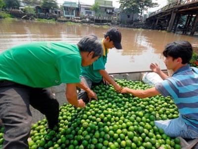 Nông dân phấn khởi do giá chanh tăng cao